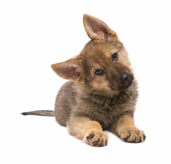 Ein Schäferhundwelpen liegt und hält den Kopf schräg