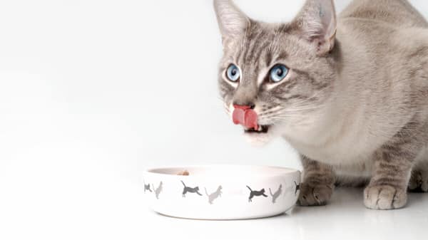 Hellgraue Katze sitz vor leerem Futternapf