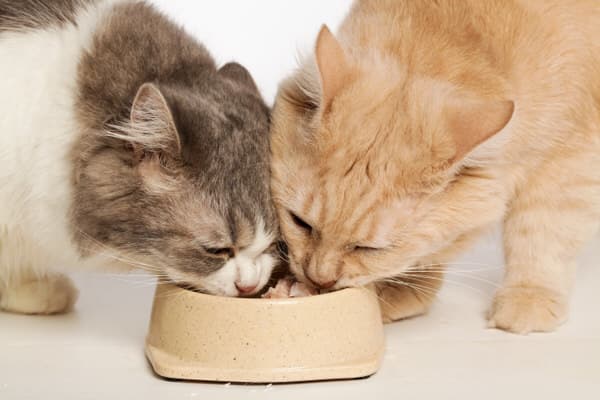 Zwei Katzen Barfen zusammen aus einem Napf