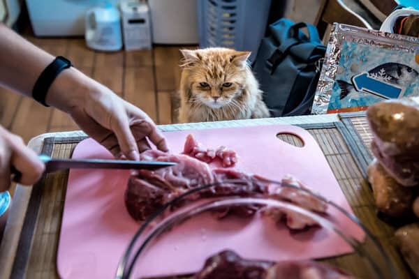 Katzen schaut auf den Tisch wo das Barfen Futter vorbereitet wird