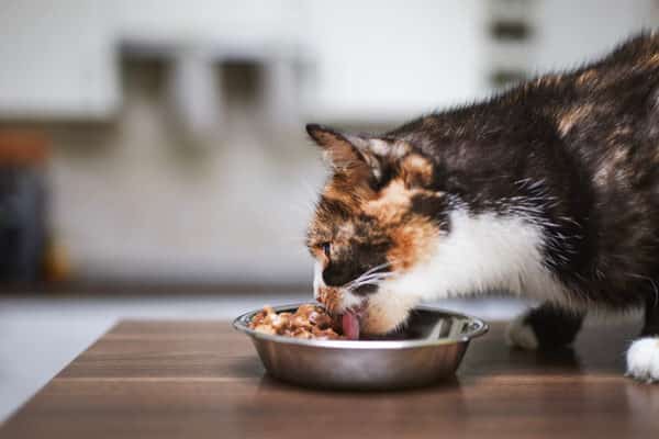 Bunte Katze beim Barfen aus einer Metallschale