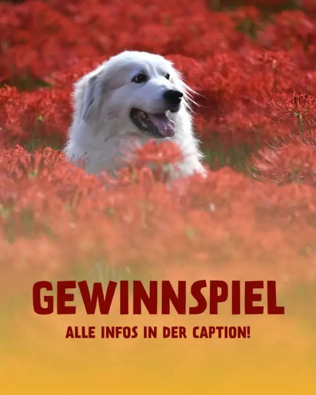 ‼️ GEWINNSPIEL BEENDET ‼️ Der/Die Gewinner/in wurde benachrichtigt. Danke für eure Teilnahme ❤️

—————

🌸 FRÜHLINGS-GEWINNSPIEL 🌸

Wir versüßen euch und euren Vierbeinern den Start in die warme Saison zusätzlich, denn: Ihr habt die Chance, ein prall gefülltes PetFoodie-Überraschungspaket FÜR HUNDE zu gewinnen!

So einfach geht's:
✅ Diesen Beitrag liken
✅ Eine Person eurer Wahl in den Kommentaren markieren, mit der ihr in diesem Frühling unbedingt mal wieder Zeit verbringen wollt 💗
✅ Folgt BEIDE PetFoodie 

Wenn ihr eure Gewinnchancen erhöhen möchtet, teilt diesen Beitrag gerne zusätzlich in eurer Story. Es ist übrigens auch mehr als nur ein Kommentar pro Person erlaubt. Also: Kommentiert, was das Zeug hält!

Wir wünschen euch ganz viel Glück 🍀
______________
Das Gewinnspiel endet am 26.03.2025 um 23:59 Uhr. Der/die Gewinner/innen werden zufällig ausgelost und mit einer privaten Nachricht von uns kontaktiert. Teilnahme ab 18 Jahren. Das Gewinnspiel steht in keiner Verbindung zu Instagram und Facebook (Meta) und wird nicht von Instagram gesponsert oder organisiert. Der Rechtsweg ist ausgeschlossen.

#gewinnspiel #gewinn #giveaway #petfoodie #verlosung