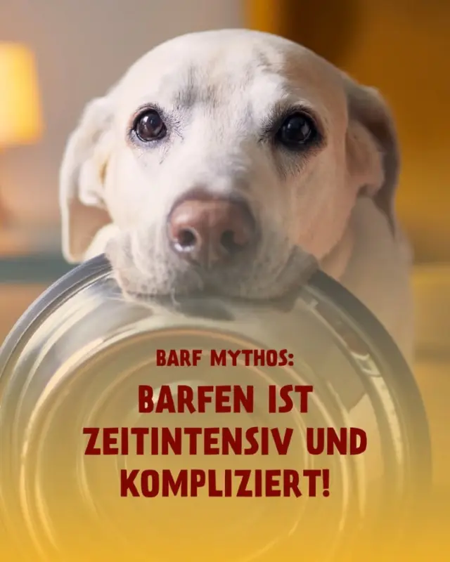 Barfen ist kompliziert und zeitaufwendig – Mythos oder Wahrheit? 🤔

Teils, teils! Klar, BARF kann super kompliziert sein. Schließlich ist wichtig, dass deine Fellnase alle Nährstoffe bekommt, die sie braucht...und das in der richtigen Menge und der richtigen Zusammensetzung. Mit PetFoodie wird Barfen aber richtig entspannt, denn: Wir übernehmen das alles für dich! Unser fertig gemischtes, tiefgekühltes Frischfleischfutter macht’s dir leicht – ausgewogen, natürlich & ohne Stress 😋

Überzeuge dich jetzt selbst von PetFoodie: https://bit.ly/PetFoodie-Amazon