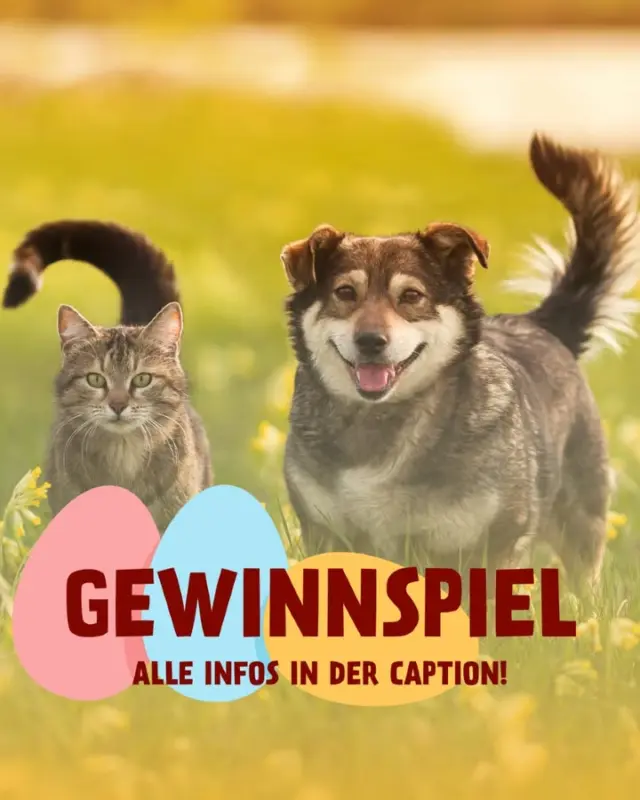 ‼️ GEWINNSPIEL BEENDET ‼️ Der/Die Gewinner/in wurde benachrichtigt. Danke für eure Teilnahme ❤️
—————
🌸 OSTER-GEWINNSPIEL 🌸

Der Osterhase hat etwas ganz Besonderes für eure Vierbeiner versteckt: Gewinne jetzt ein prall gefülltes Überraschungspaket mit leckerem PetFoodie-Futter für deinen Hund oder deine Katze!

So einfach geht's:
1️⃣ Folge unserem Account 🐾
2️⃣ Like diesen Beitrag ❤️
3️⃣ Verrate uns in den Kommentaren: Was würde dein Tier am liebsten im Osternest finden? 🐣

Wenn du deine Gewinnchancen erhöhen möchtet, teilt diesen Beitrag gerne zusätzlich in eurer Story. Es ist übrigens auch mehr als nur ein Kommentar pro Person erlaubt. 

Wir wünschen ganz viel Glück 🍀

Erfahre mehr über PetFoodie hier: https://petfoodie.de/
______________
Das Gewinnspiel endet am 22.04.2025 um 23:59 Uhr. Der/die Gewinner/innen werden zufällig ausgelost und mit einer privaten Nachricht von uns kontaktiert. Teilnahme ab 18 Jahren. Das Gewinnspiel steht in keiner Verbindung zu Instagram und Facebook (Meta) und wird nicht von Instagram gesponsert oder organisiert. Der Rechtsweg ist ausgeschlossen.
#gewinnspiel #gewinn #giveaway #petfoodie #verlosung