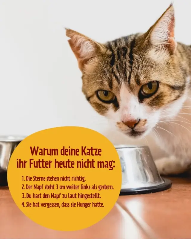 Deine Katze frisst nicht? Ganz klar. Lachs ist jetzt out, das Napfgeräusch war zu laut...und außerdem – hast du überhaupt den Sonnenstand gecheckt?! 🌞🔮

www.petfoodie.de