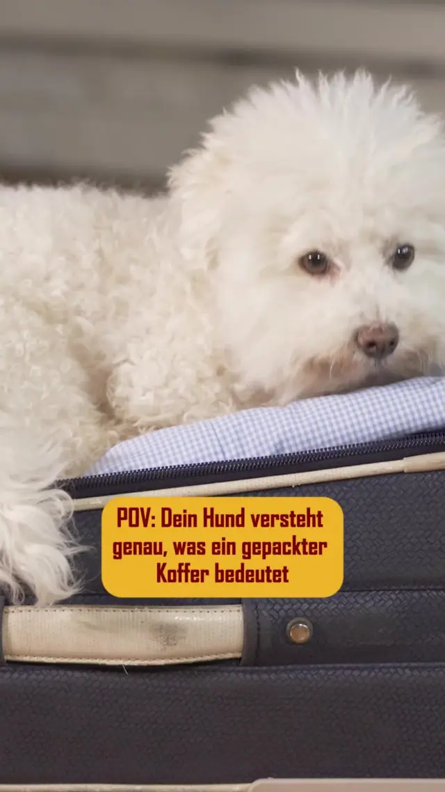 "Mama, du hast vergessen, mich einzupacken!"
Kommen eure Hunde mit euch in den Urlaub?🧳
#petfoodie #doglovers #dogsofinstagram #dogcontent #dogfood