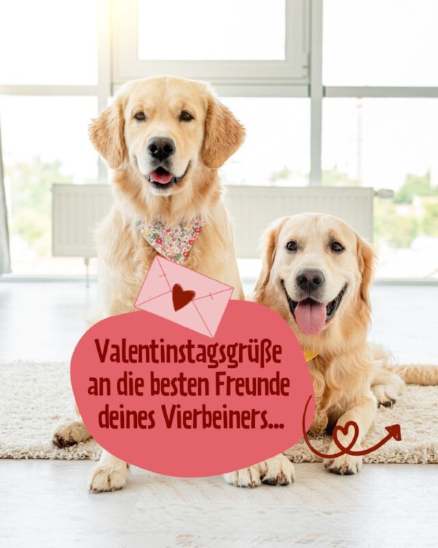 ACHTUNG ❗ Nur noch bis Mittwoch möglich ❗ 

Verschicke eine Valentinstagskarte im Namen deines Hundes! 💌

Was gibt es Schöneres, als deinem Hund seine/ihre Liebe teilen zu lassen? Verschicke jetzt eine PetFoodie Valentinstagskarte an den Hundefreund / die Hundefreundin deines Vierbeiners - völlig kostenlos! ❤️

📸 Wie funktioniert das?
1️⃣ Gehe zu petfoodie-valentinstagsaktion.de.
2️⃣ Gib die Daten van seinem/ihrem Valentin ein.
3️⃣ Sprich eine persönliche Nachricht ein. 
4️⃣U Lade Fotos von deinem Hund und seinem/ihrem Valentin hoch.
💌 Jetzt aber schnell! Die Aktion läuft nur noch bis zum 5. Februar 2025.

💻 Klicke auf den Link in unserer Bio und mache den Valentinstag zu etwas Unvergesslichem für deinen Hund und seine(n) Liebste(n).

#valentinstag #valentinstagfürhunde #hundeliebe #petfoodie #hundefreundschaft
#hundeaufinstagram #doglove