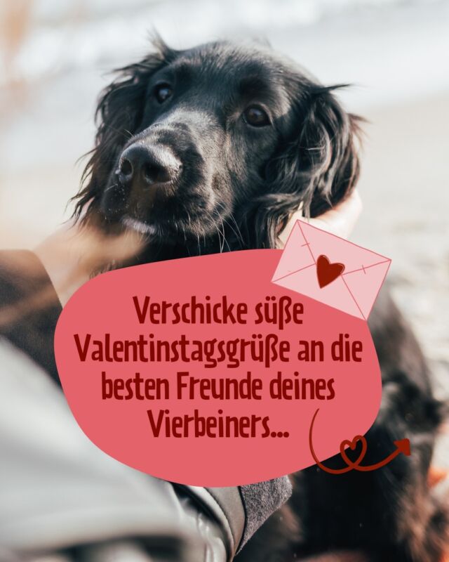 Valentinstag ist nichts für Tiere? Von wegen! 😋 Zum Tag der Liebe sorgen wir dafür, dass sich auch unsere Vierbeiner über süße Liebespost freuen dürfen: Und zwar könnt ihr mit PetFoodie jetzt eine Grußkarte von eurem Hund oder eurer Katze an ihre/n besten Freund bzw. die beste Freundin schicken – kostenlos, unkompliziert und mit ganz viel Herz ❤️

Wie das geht? Ganz einfach: Unter dem Link in der Bio findet ihr unser Valentinstags-Formular. Da könnt ihr ganz einfach ein Foto von eurem Vierbeiner hochladen, eure persönliche Grußbotschaft aufnehmen und die Lieferadresse eingeben – fertig. Wir kümmern uns dann darum, dass die Karte pünktlich zum Fest der Liebe beim Valentinsschatz der Wahl ankommt 🥰

Also: Worauf wartet ihr noch? Macht euren Vierbeinern (und deren Herrchen und Frauchen) eine Freude und überrascht sie mit PetFoodie-Valentinsgrüßen. Link in der Bio!

#valentinstag #valentinesday #petfoodie #dogfood #dogsofinstagram  #doglovers #catfood #catsofinstagram  #barffutter #barf