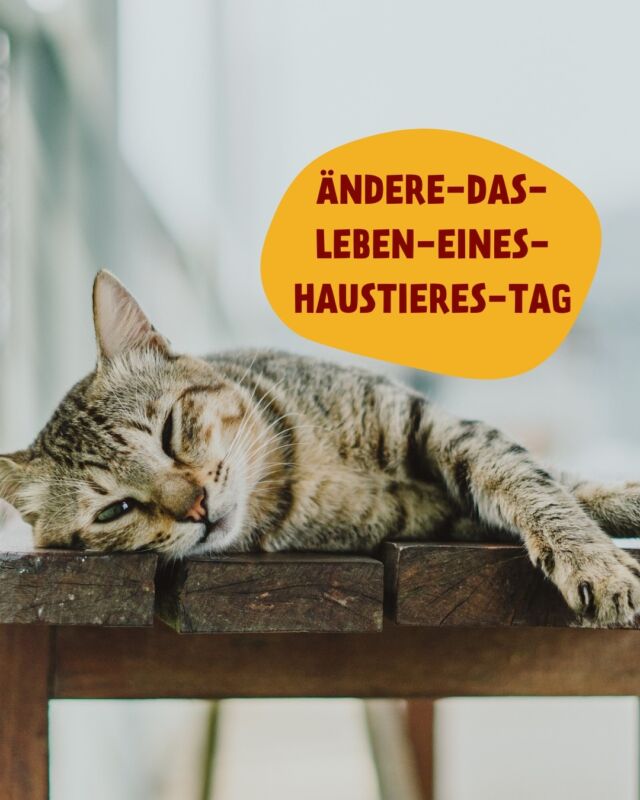 🛑 ADOPT DON'T SHOP 🛑

Gerade jetzt nach der Weihnachtszeit stranden leider wieder viele Haustiere in Heimen oder werden einfach ausgesetzt. Deshalb gibt es von uns passend zum „Ändere-das-Leben-eines-Haustieres“-Tag am 24. Januar den Reminder, dass Tiere a) nicht einfach (zu Weihnachten) verschenkt werden sollten und b) soooo viele liebe Seelen gerade in Tierheimen und weiteren Tierschutzeinrichtungen auf ein Zuhause hoffen. 💞

Also: Solltest du gerade überlegen, ein Tier in dein Leben zu holen, denk bitte auch an die örtlichen Tierheime und Tierschutzorganisationen. Teile diesen Beitrag für mehr Aufmerksamkeit für dieses wichtige Thema ❤️ ❤️

#petfoodie #adoptdontshop #tierschutz #catlovers #doglovers #tieresucheneinzuhause #tierhilfe