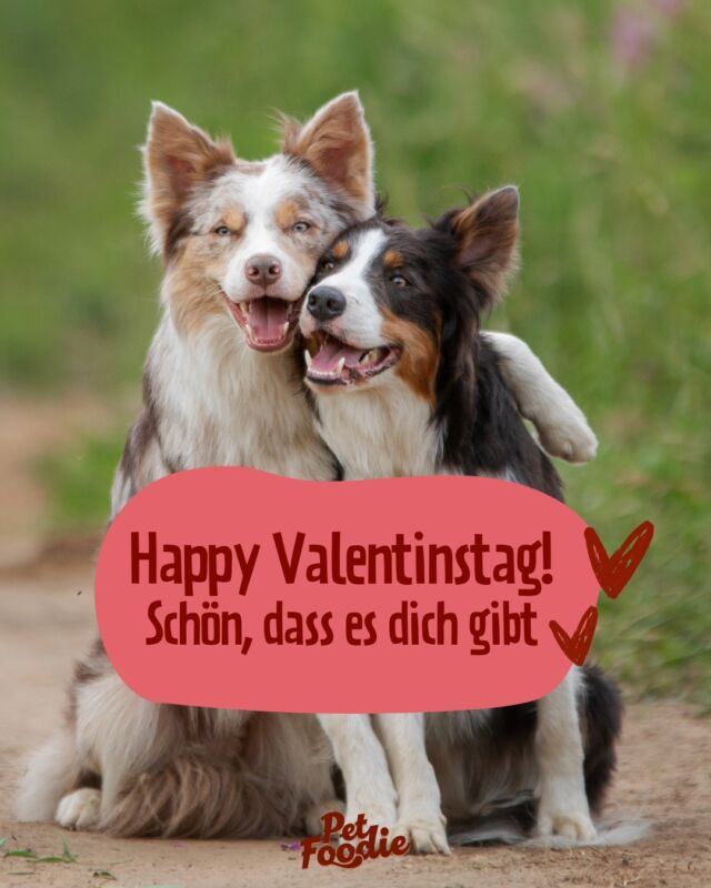 ❤️ Wir wünschen euch und euren Fellnasen einen wunderschönen Valentinstag! ❤️ Wer von euch durfte sich heute über unsere PetFoodie-Liebespost freuen? 

Und psst: Wenn du vergessen hast, deinem oder deiner Liebsten rechtzeitig eine Valentinstagskarte zu organisieren, schick ihm oder ihr einfach diesen Beitrag 🤭

Das perfekte Valentinstagsgeschenk für deinen Vierbeiner findest du übrigens in unserem Shop - Link in der Bio.

#valentinstag #valentinesday #petfoodie #dogfood #dogsofinstagram #doglovers #catfood #catsofinstagram #barffutter #barf