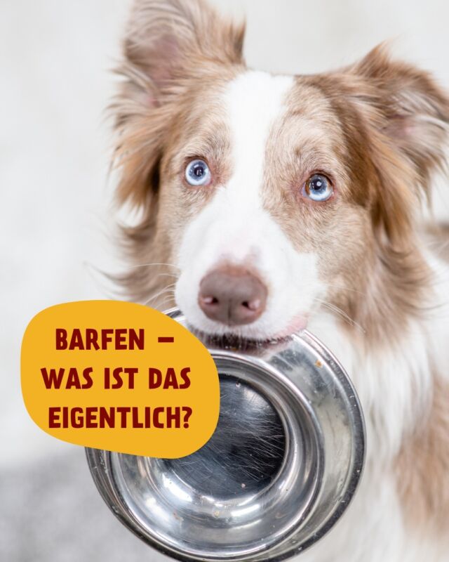 Schon gewusst? 💡
Barf steht als Abkürzung für „Biologisch Artgerechtes Rohes Futter“. Barfen ist also eine Ernährungsmethode, bei der Hunde und Katzen ähnlich wie in der Natur ernährt werden – im Fokus steht dabei rohes Frischfleisch. 😋

Aber so schön das auch für Hund und Katze ist, für Frauchen oder Herrchen kann das Barfen durchaus anstrengend werden. Denn: Wer hat schon Zeit, jeden Tag aufwendige Frischfleischmahlzeiten inklusive aller Vitamine, Mineralien und Spurenelementen vorzubereiten? 🤔

Und genau da ist PetFoodie die Lösung: PetFoodie ist nämlich gefrorenes Frischfleischfutter in bester Qualität und die leckerste Komplettmahlzeit für deinen Hund oder deine Katze.

PetFoodie enthält schon alle Nährstoffen im richtigen Verhältnis, die dein Haustier braucht. So easy zubereitet wie eine Portion Trockenfutter, aber mit den typischen Barf-Vorteilen – Win-Win! 🎉 

Schaut unbedingt mal unter dem Link in der Bio vorbei und gönnt euren Tieren was richtig Gutes mit PetFoodie!

#petfoodie #dogfood #dogsofinstagram #hundefutter #doglovers #catfood #catsofinstagram #Frischfleisch #frischfleischfürhunde #barffutter #barf