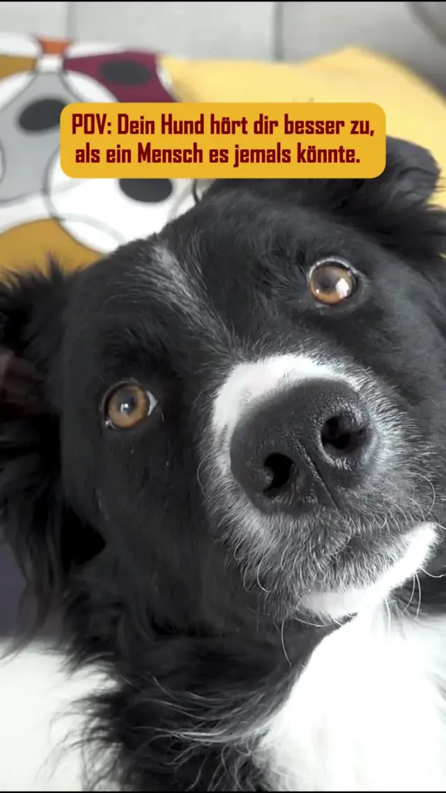 Manche verstehen deine Worte.
Aber dein Hund versteht dein Herz. 💛

Ob du redest, schweigst oder einfach nur da bist – er ist da.
Mit gespitzten Ohren und ganzem Herzen. 

#PetFoodie #PetFoodiemoments #Frozenmeat #CatsandDogs #Doglove #Catlove #Frozendogfood #Frozencatfood #BARFdiet #Dogparents