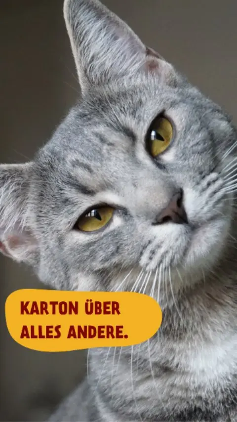 Spielzeug: 49,99 €.
Der Karton: unbezahlbar. 📦✨
#petfoodie #barf #barfen #barffutter #funnyreels #katzenfutter #katzenliebe #catsofinstagram #catfood