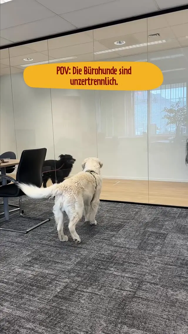 Ob beim Arbeiten, Spielen oder Kuscheln – unsere Fellnasen gehören genauso zum Team wie wir.

#PetFoodie #PetFoodiemoments #Frozenmeat #CatsandDogs #Doglove #Catlove #Frozendogfood #Frozencatfood #BARFdiet #Dogparents