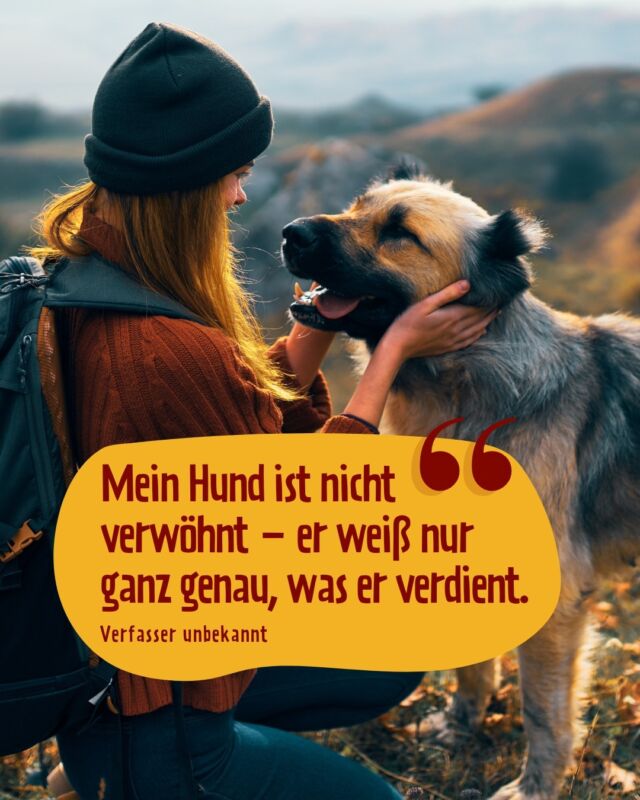 Na, hast du auch so ein „nicht verwöhntes“ Exemplar zu Hause? 😂 

Keine Frage: Wir sind der Meinung, dass alle Hunde (und natürlich auch Katzen!) einfach nur das Beste verdienen ❤️ Deshalb verwöhnen wir sie mit ihrem Lieblings-Futter von PetFoodie: 100% Frischfleisch, 100% natürlich, 100% lecker.

Schau unbedingt mal auf unserer Website vorbei – Link in der Bio und den Highlights!

#petfoodie #dogfood #dogsofinstagram #hundefutter #doglovers #Frischfleisch #frischfleischfürhunde #barffutter #barf #spruchdestages #lustigesprueche #hundesprüche