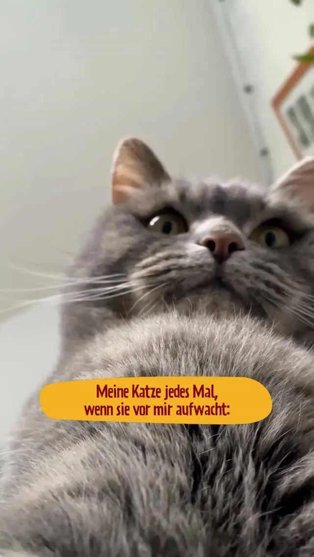 Katzenlogik: Wer zuerst wach ist, ist automatisch der Boss.

#PetFoodie #PetFoodiemoments #Frozenmeat #CatsandDogs #Doglove #Catlove #Frozendogfood #Frozencatfood #BARFdiet #Dogparents