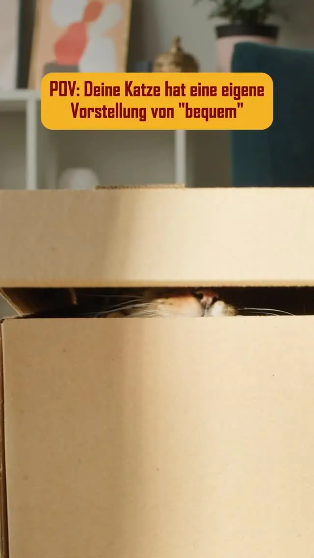 Vergiss Katzenbett – der Karton gewinnt immer. 😉
Ob groß, klein oder völlig unpassend: Wenn’s eine Kiste ist, ist’s perfekt.
Kennst du das auch von deiner Katze? 🐾👇
#PetFoodie #PetFoodiemoments #Frozenmeat #CatsandDogs #Doglove #Catlove #Frozendogfood #Frozencatfood #BARFdiet #Dogparents