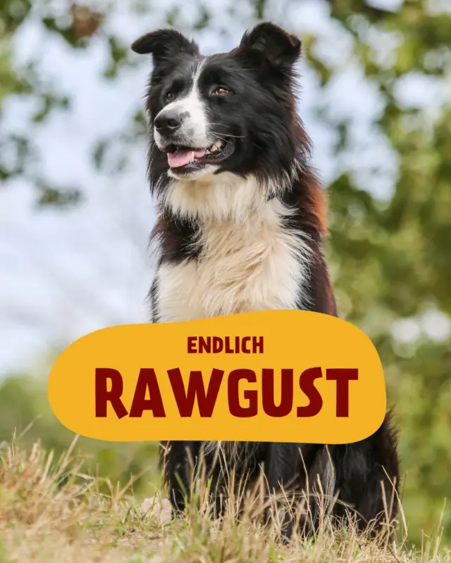 Schon von Rawgust gehört? 😋
Der August steht ganz im Zeichen von Rawgust: einer Bewegung, die zu mehr natürlicher, unbehandelter Nahrung inspiriert. Und zwar nicht nur für uns Menschen, sondern auch für unsere Haustiere.
Was bedeutet Rawgust konkret?
🔹 Weniger verarbeitet, mehr naturbelassen
🔹 Bewusster Umgang mit Ernährung – für Mensch & Tier
🔹 Gesunde, frische Mahlzeiten statt Fertigprodukte
Auch unsere Vierbeiner profitieren: Ein Futter, das dem natürlichen Beuteschema näherkommt – mit frischem Fleisch und ohne unnötige Zusatzstoffe. Genau dafür steht PetFoodie: Hochwertige, frische und artgerechte Tiernahrung, die Geschmack, Gesundheit und Nachhaltigkeit vereint.
📢 Mach mit bei #Rawgust und teile deine Erfahrungen!
Wir sind gespannt auf eure Geschichten, Bilder und Ideen.
#PetFoodie #PetFoodiemoments #Frozenmeat #CatsandDogs #Doglove #Catlove #Frozendogfood #Frozencatfood #BARFdiet #Dogparents