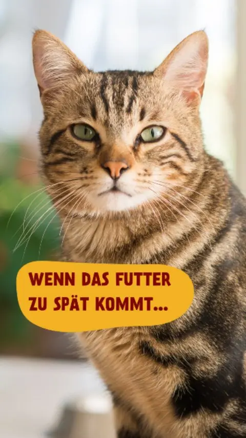 Drama-Level: Royal.
Geduld: 0.
Anspruch: PetFoodie oder nichts.
👉 Entdecke auch für deinen Vierbeiner unsere Produkte über den Link in der Bio!
#petfoodie #katzenhumor #catattitude #catsofinstagram #catfood #katzen #katzenliebe #katzensprüche
