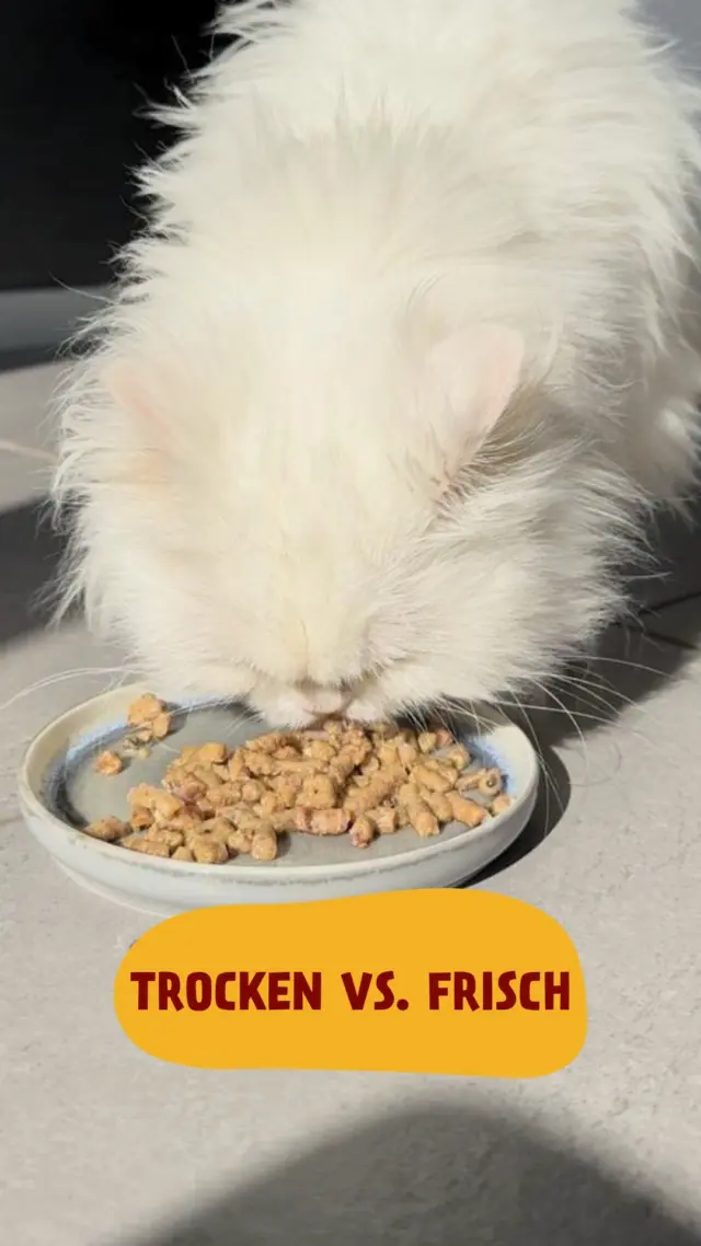 POV: Deine Katze weiß ganz genau, was sie will - und was nicht 😅
Wenn deine Katze ähnliche hohe Ansprüche hat, liegst du mit PetFoodie genau richtig.
#PetFoodie #PetFoodiemoments #Frozenmeat #CatsandDogs #Doglove #Catlove #Frozendogfood #Frozencatfood #BARFdiet #Dogparents