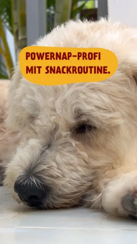 Wenn’s einen Award für „anstrengend nix tun“ gäbe…
Er würde ihn verschlafen. 💤
#petfoodie #doglovers #dogsofinstagram #dogcontent #dogfood