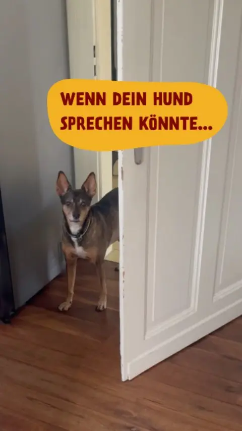 Welche Szene trifft auf deinen Hund am meisten zu? 👇
Den Link zu unseren Produkten findest du in unserer Bio.
#petfoodie #petfoodie #hunde #hundefutter #barf #barfen #hundefreunde #tierliebe
