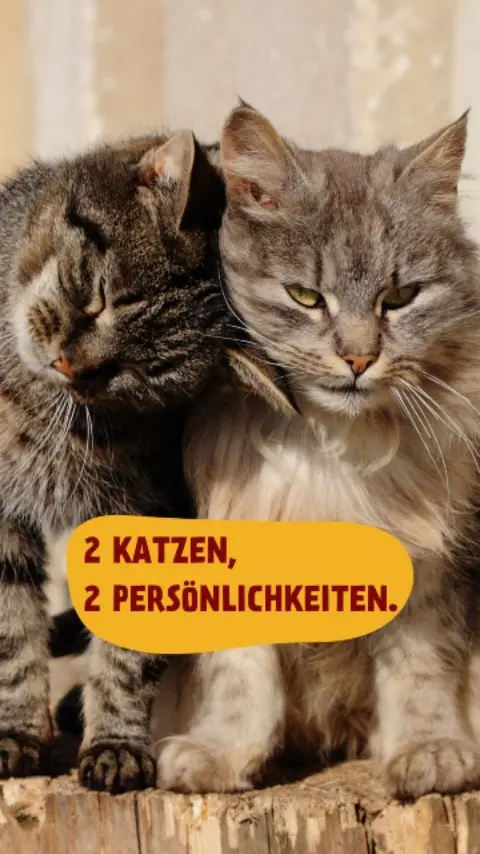 Und mit PetFoodie kriegen sie beides auf einmal 😉
Entdecke unsere leckeren Produkte über den Link in unserer Bio!
#catmom #petfoodie #katzenliebe #catsoftiktok #lockmittel #snackalarm #povkatze #haustierhumor