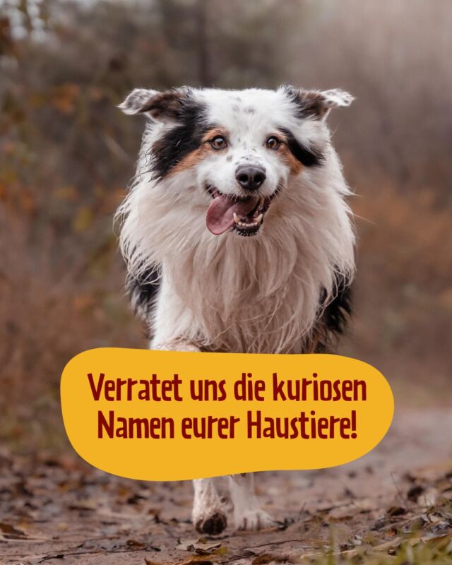 Rex? Bella? Luna? Balu? Das geht doch kreativer, oder?! 🤣 

Passend zum internationalen Tag der ausgefallenen Namen suchen wir deshalb die verrücktesten, süßesten, ausgefallensten Namen, die ihr selbst (oder Bekannte) schon einmal an eure Vierbeiner vergeben habt! Vielleicht findet sich ja noch eine Inspiration für den einen oder anderen neuen Tierbesitzer... Wir sind gespannt auf eure kreativen Namensschöpfungen 😊

#hundenamen #katzennamen #petfoodie #dogfood #dogsofinstagram #hundefutter #doglovers #Frischfleisch #frischfleischfürhunde #barffutter #barf