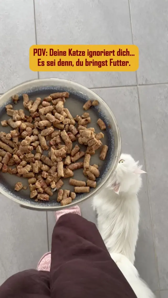 Aber nur, wenn es PetFoodie gibt. 😋
👉 Entdecke auch für deinen Vierbeiner unsere Barf Menüs über den Link in der Bio!
#PetFoodie #barf #frischfleisch #katzenliebe #katzencontent #katzenfreunde #haustierliebe #haustiercontent #katze #katzenfutter #chunkies
