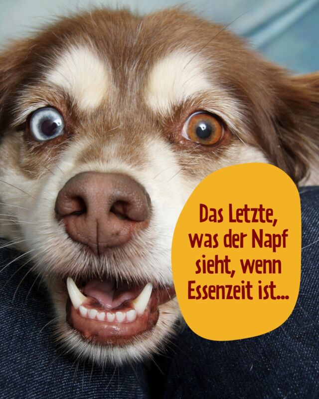 ...vor allem, wenn PetFoodie in der Schüssel ist 😋

#petfoodie #dogfood #dogsofinstagram #hundefutter #doglovers #catfood #catsofinstagram #Frischfleisch #frischfleischfürhunde #barffutter #barf #spurchdestages #lustigesprueche