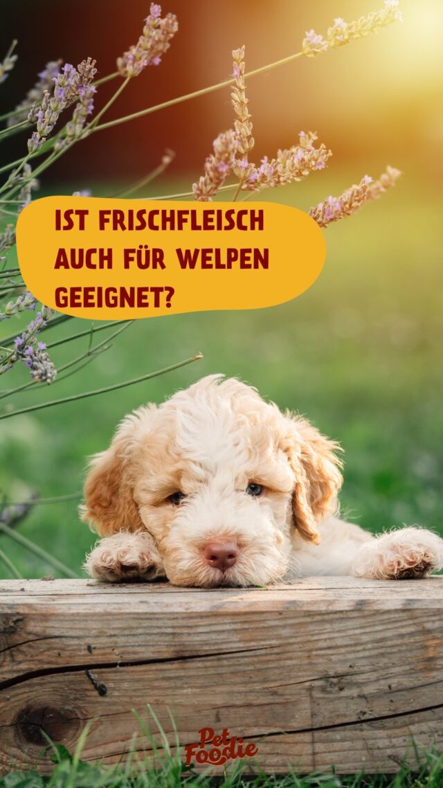 Schon gewusst? Frisches Fleisch eignet sich nicht nur für ausgewachsene Vierbeiner, sondern auch schon für die Kleinen 💡 Ab ca. drei Monaten können auch Welpen schrittweise an Frischfleisch-Futter herangeführt werden – und in Sachen Wachstum richtig davon profitieren! 

Entdecke jetzt unsere reichhaltige (und extrem schmackhafte) Auswahl an fertig zubereitetem Frischfleisch-Futter für Groß und Klein! 😋

Den Link zum Ratgeber findest du in unserer Bio.

#petfoodie #dogfood #dogsofinstagram #hundefutter #doglovers #Frischfleisch #frischfleischfürhunde #barffutter #barf