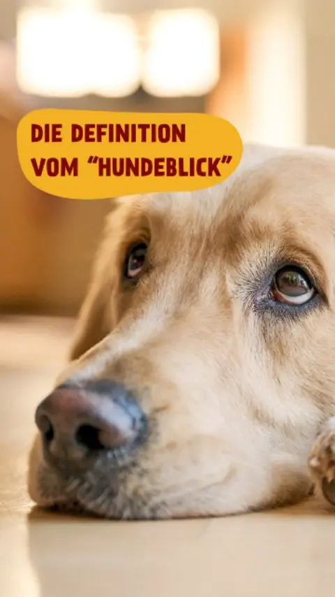 Widerstand? Zwecklos. Vor allem bei seinen Lieblingssnacks von PetFoodie. 😍
Entdecke auch für deinen Vierbeiner unsere Produkte über den Link in der Bio!
#petfoodie #petfoodie #hunde #hundefutter #barf #barfen #hundefreunde #tierliebe