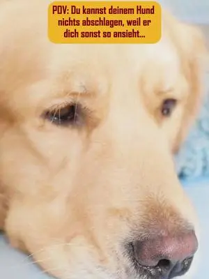 Widerstand? Zwecklos! Vor allem bei seinen Lieblingssnacks von PetFoodie. 😍 Entdecke auch für deinen Vierbeiner unsere Produkte über den Link in der Bio! #petfoodie #petfoodie #hunde #hundefutter #barf #barfen #hundefreunde #tierliebe