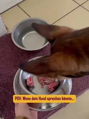 Welche Szene trifft auf deinen Hund am meisten zu? 👇 Den Link zu unseren Produkten findest du in unserer Bio. #petfoodie #petfoodie #hunde #hundefutter #barf #barfen #hundefreunde #tierliebe