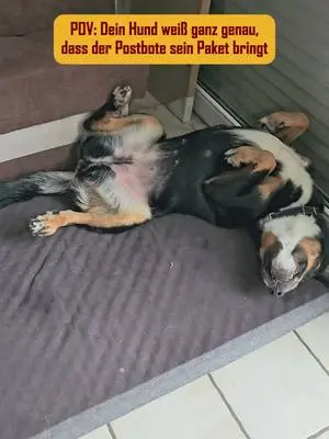POV: Dein Hund hat einen siebten Sinn – für Petfoodie-Lieferungen 😍📦 Entdecke unsere leckeren Produkte über den Link in unserer Bio! #petfoodie #petfoodie #hunde #hundefutter #barf #barfen #hundefreunde #tierliebe