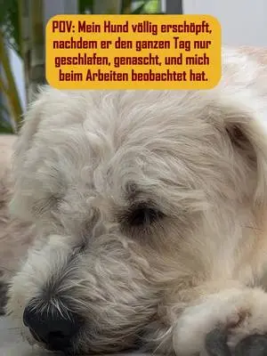 Wenn’s einen Award für „anstrengend nix tun“ gäbe… Er würde ihn verschlafen. 💤 #petfoodie #doglovers #dogsofinstagram #dogcontent #dogfood